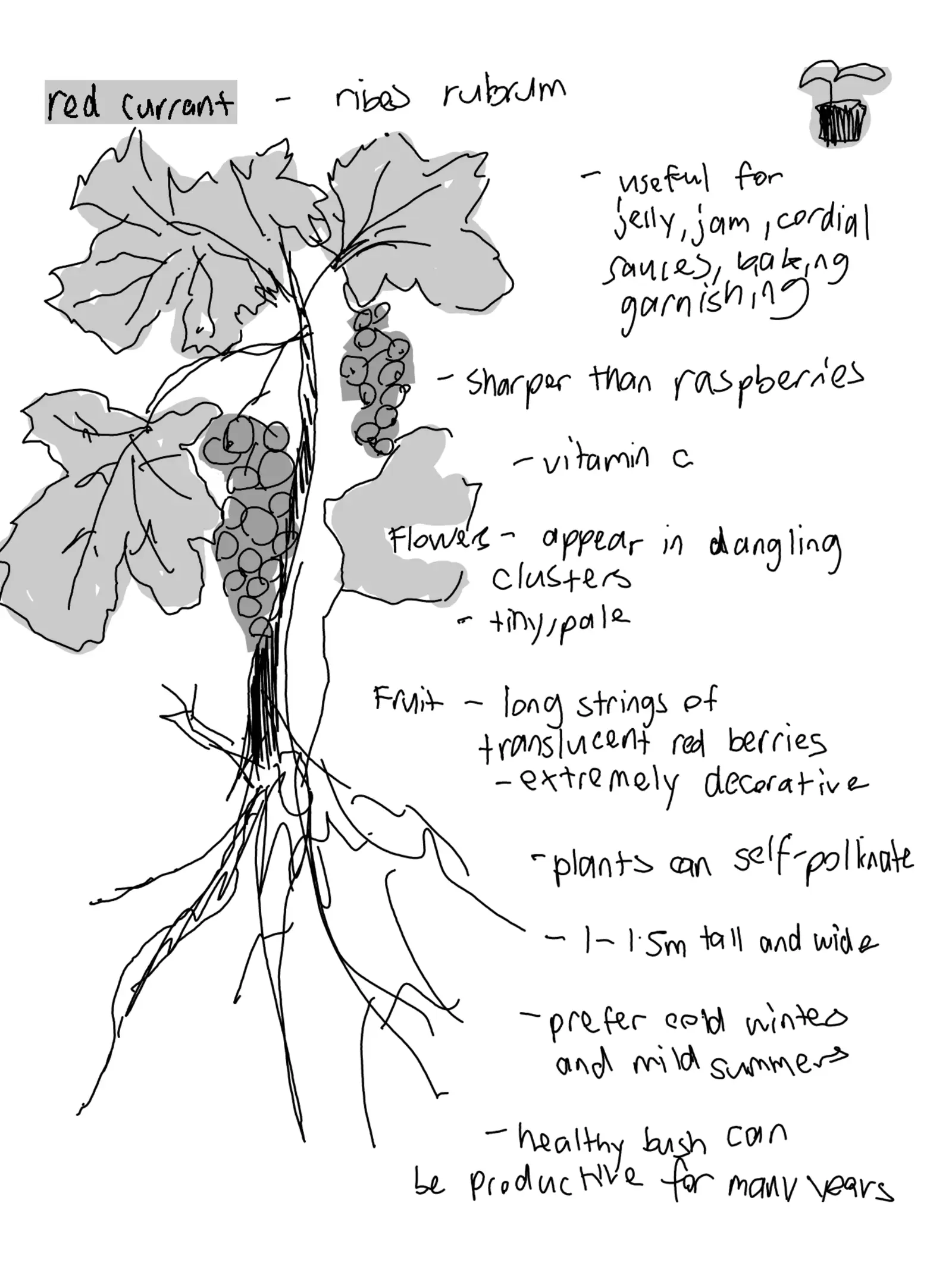 red currant, handwritten page 1